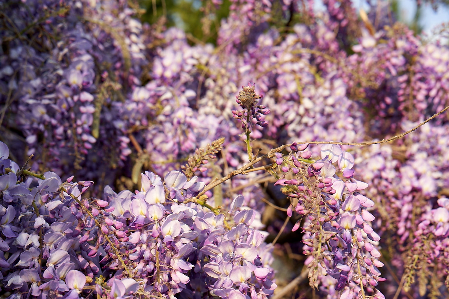 Perfume Artiste in Provence, Rebecca Johnson