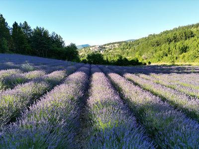 Lavender in Haute-Provence