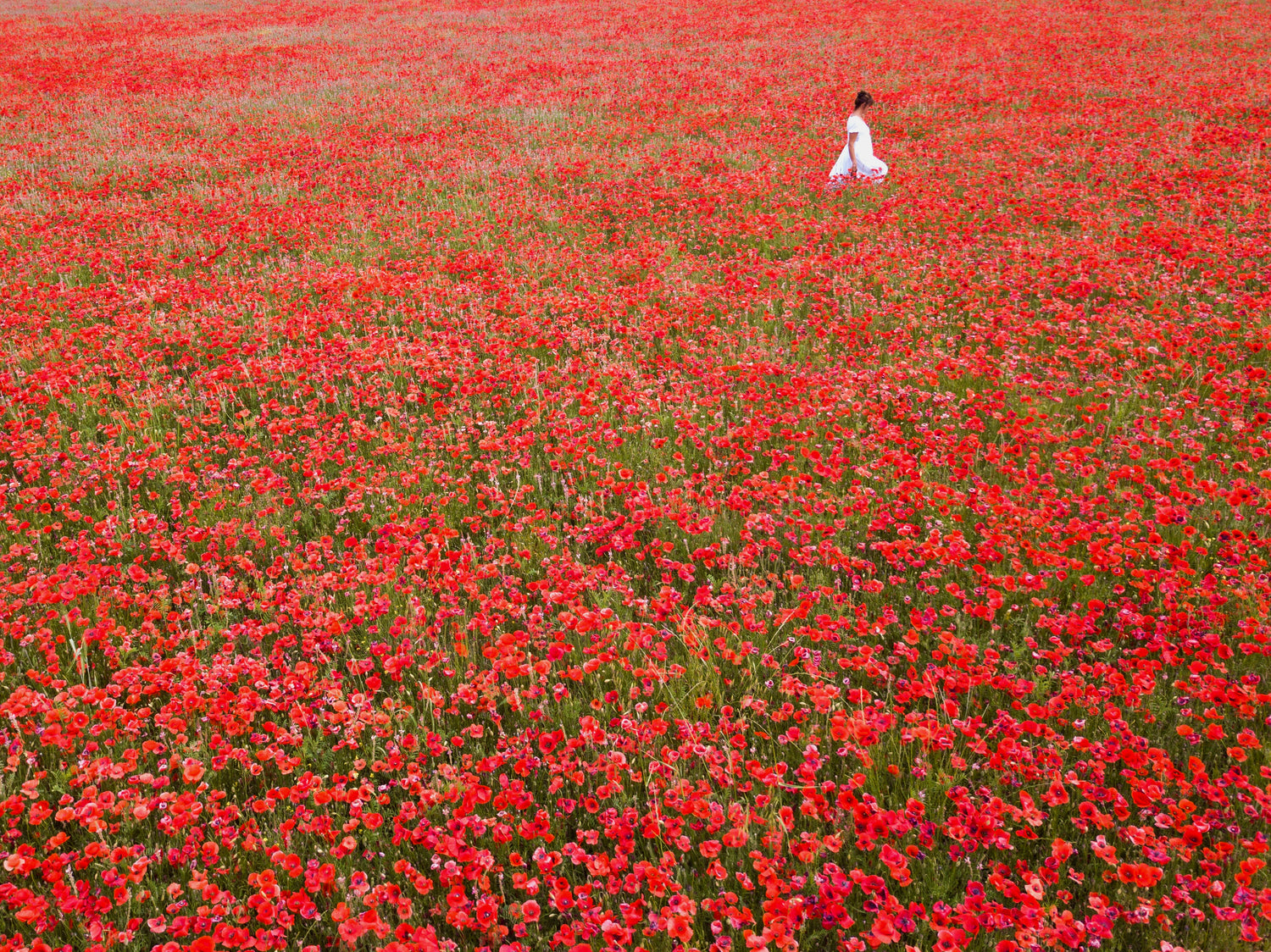 Poppies: Les Coquelicots de Provence