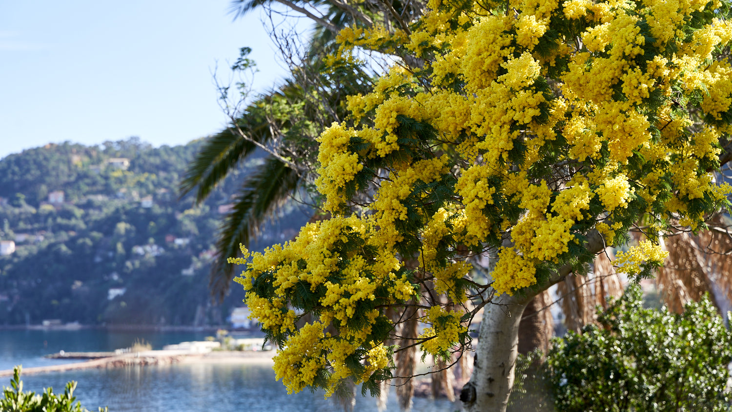 Mimosas on the Côte d'Azur