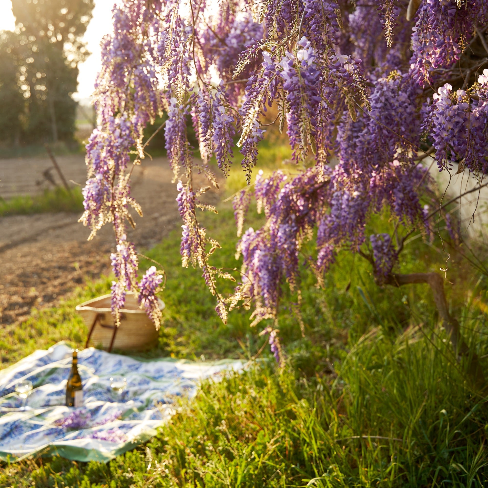 French Tablecloth Wisteria Green & Blue
