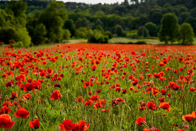 Poppies in Provence