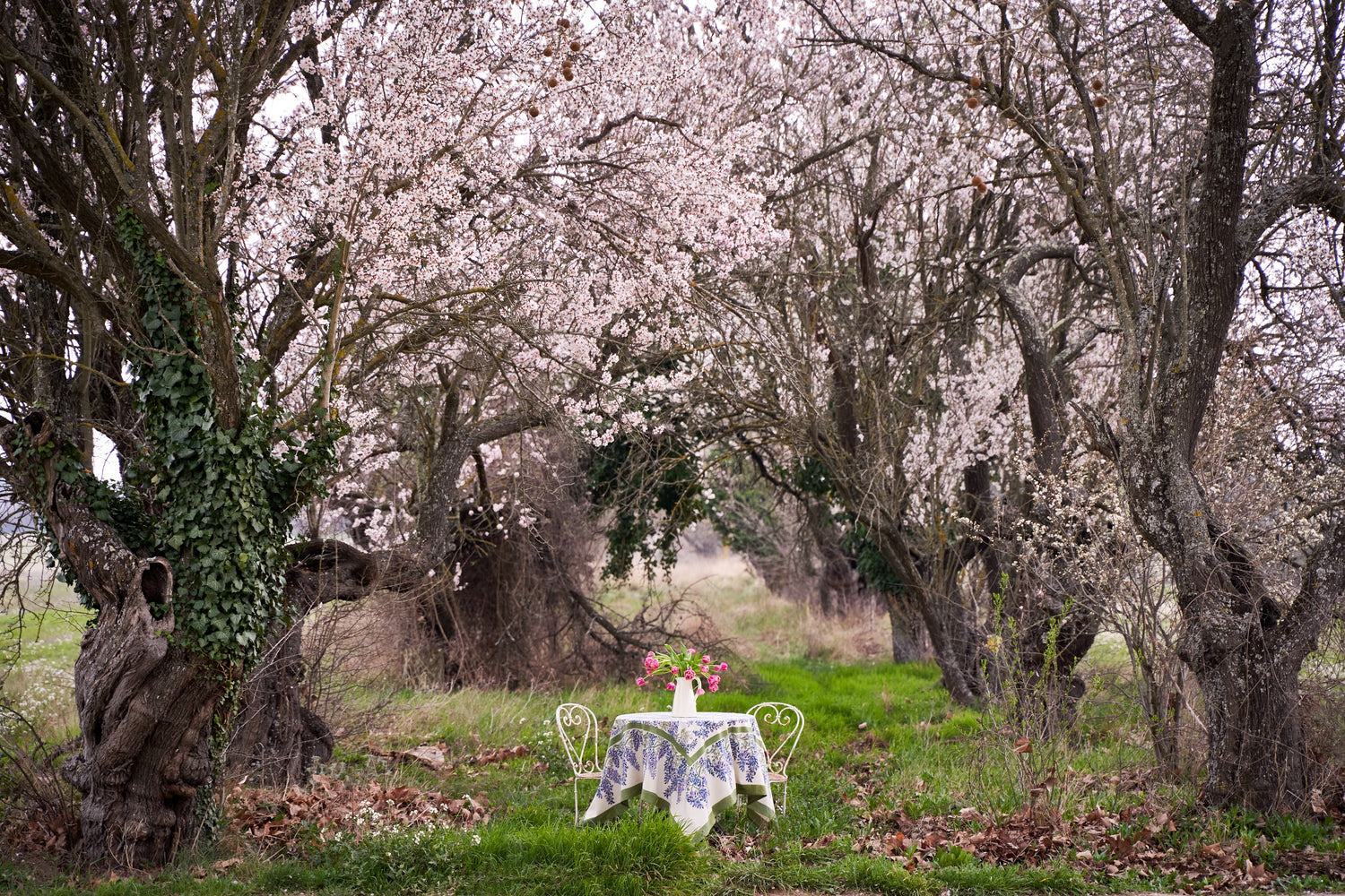 Spring Blossoms in Provence