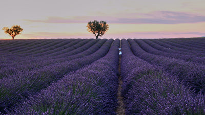 Lavender Guide: Provence