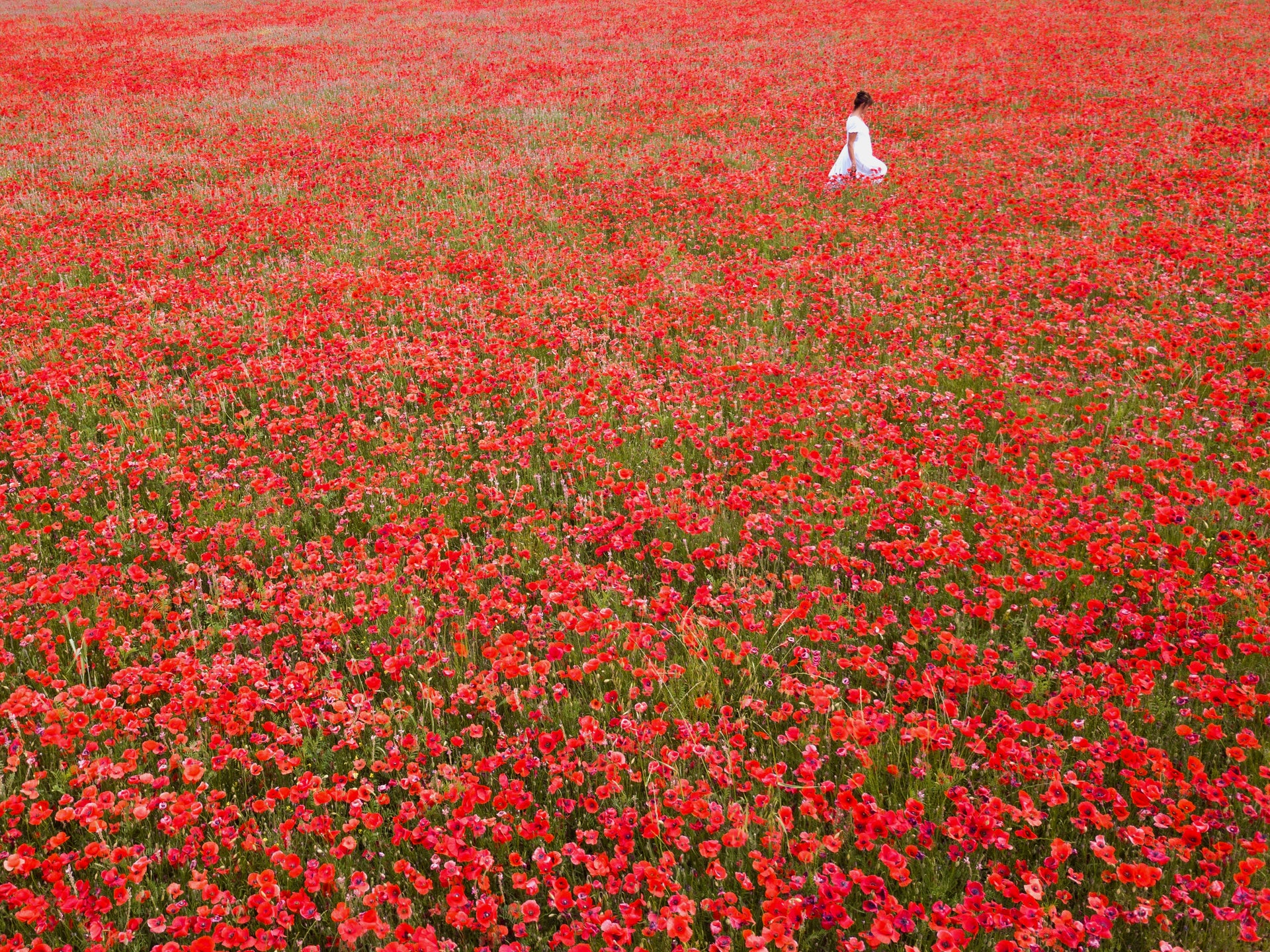 Poppies: Les Coquelicots de Provence, image size:1920x1439