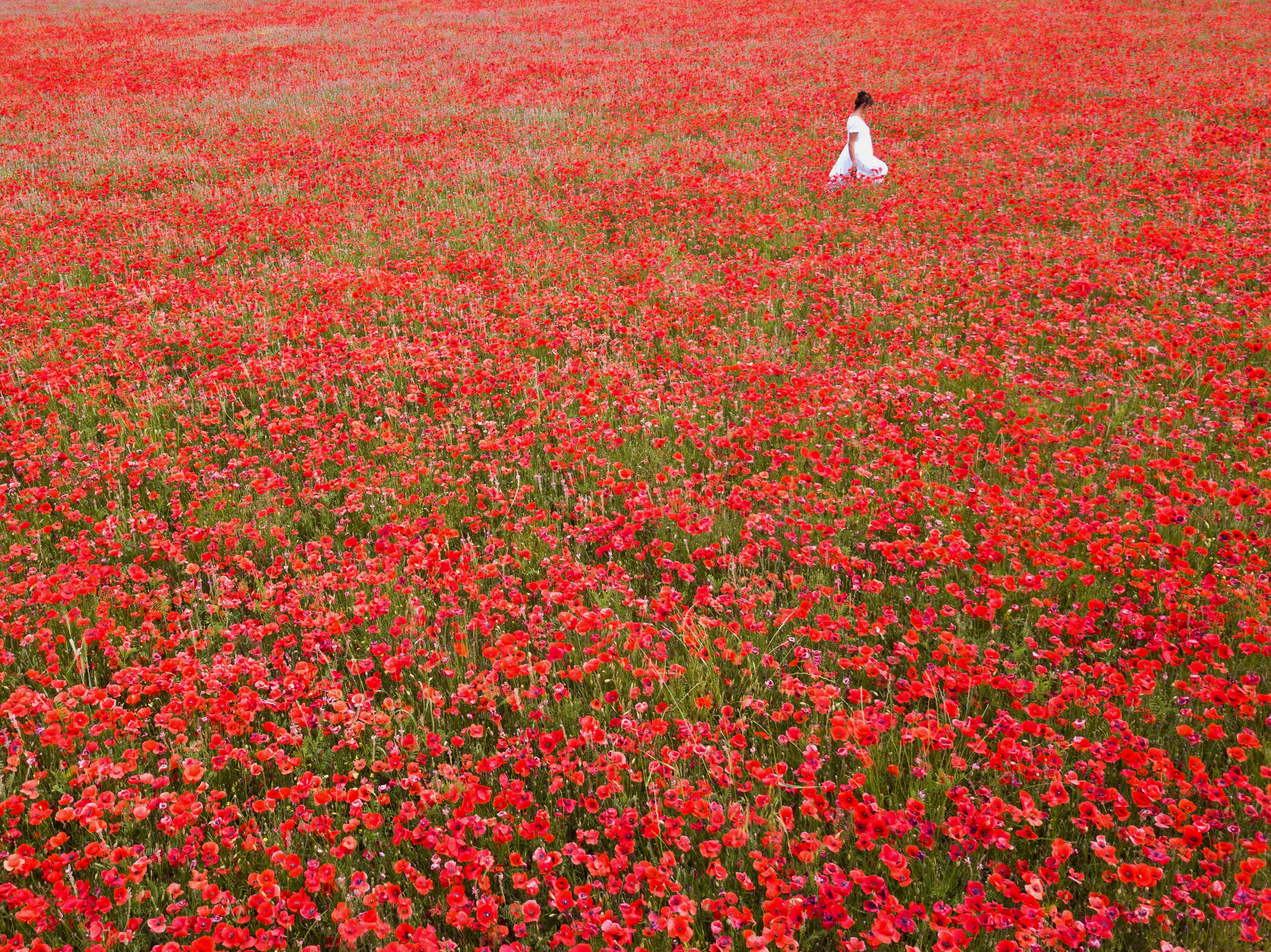 Poppies: Les Coquelicots de Provence