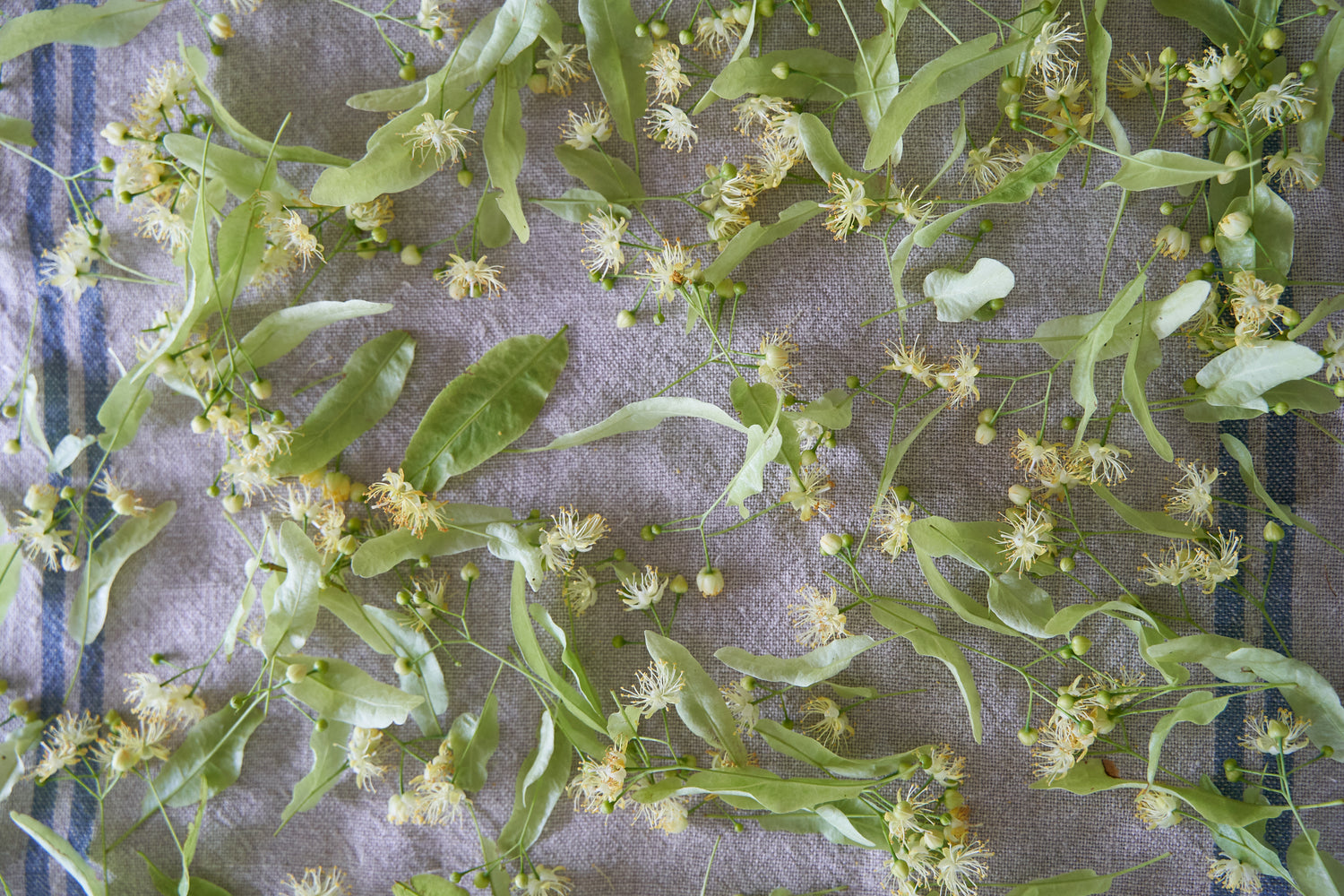Tilleul Harvest in Provence
