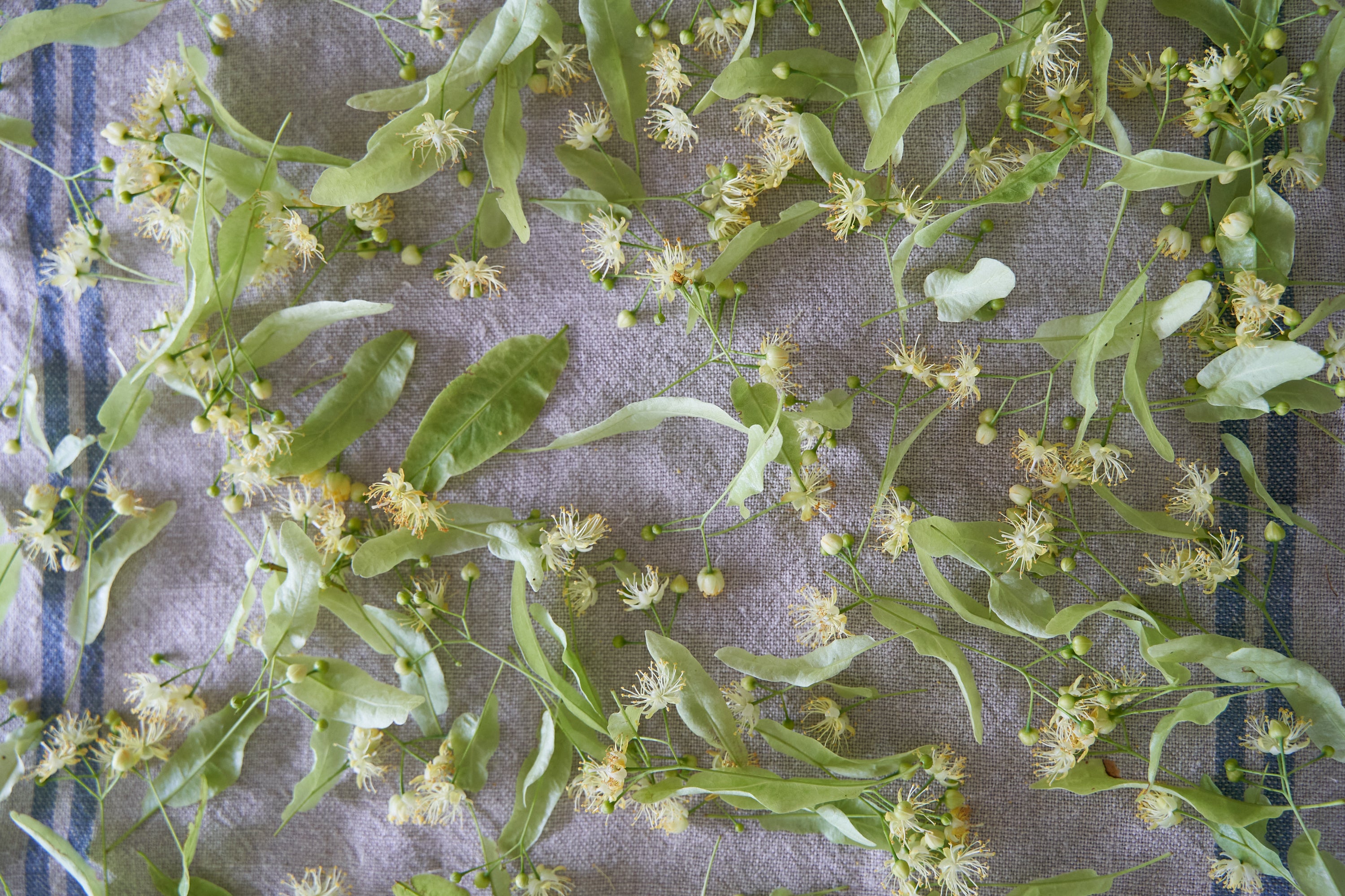 Tilleul Harvest in Provence