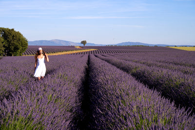 Journey to Provence's Lavender Fields