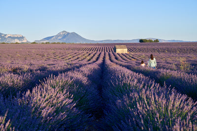 Provence Lavender and the Lavender Museum