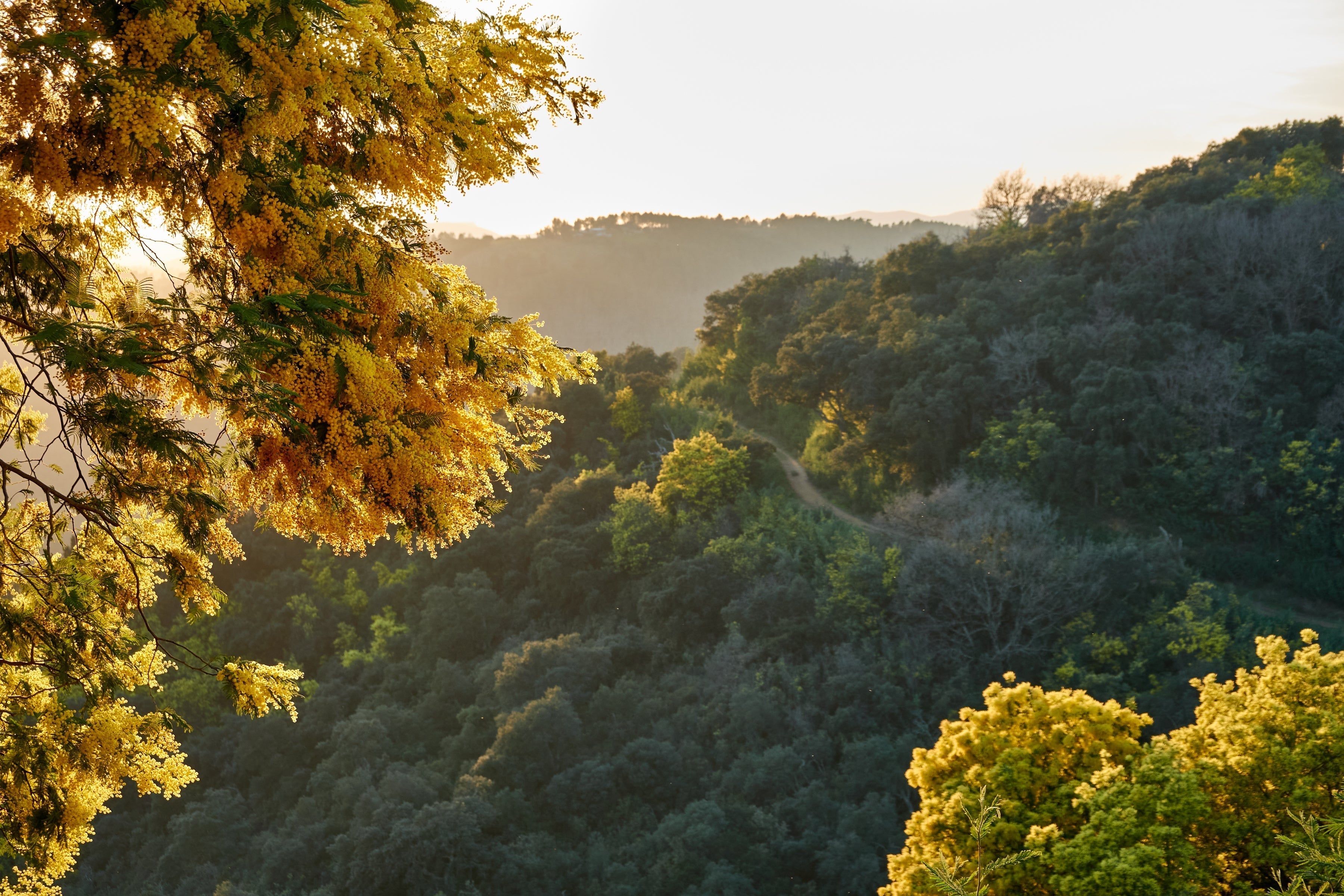 Mimosa Forest in the South of France