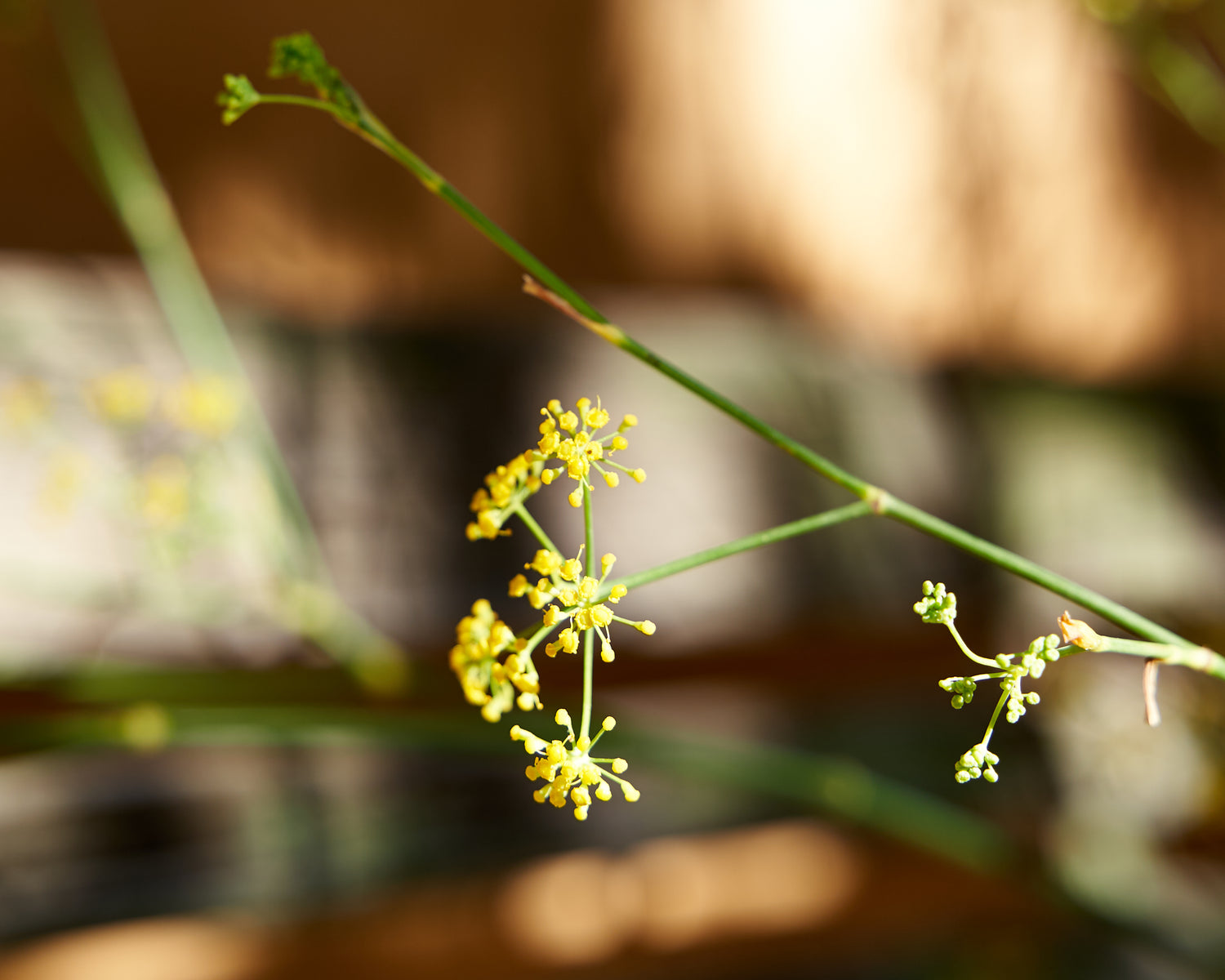 Wild Harvest of Fennel Seeds in Provence