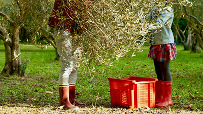 Olive Oil Harvest in Provence