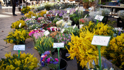 Flower Market in Aix-en-Provence