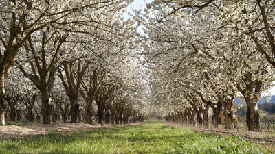 Blossoms to Bounty: Cherry Groves in Provence