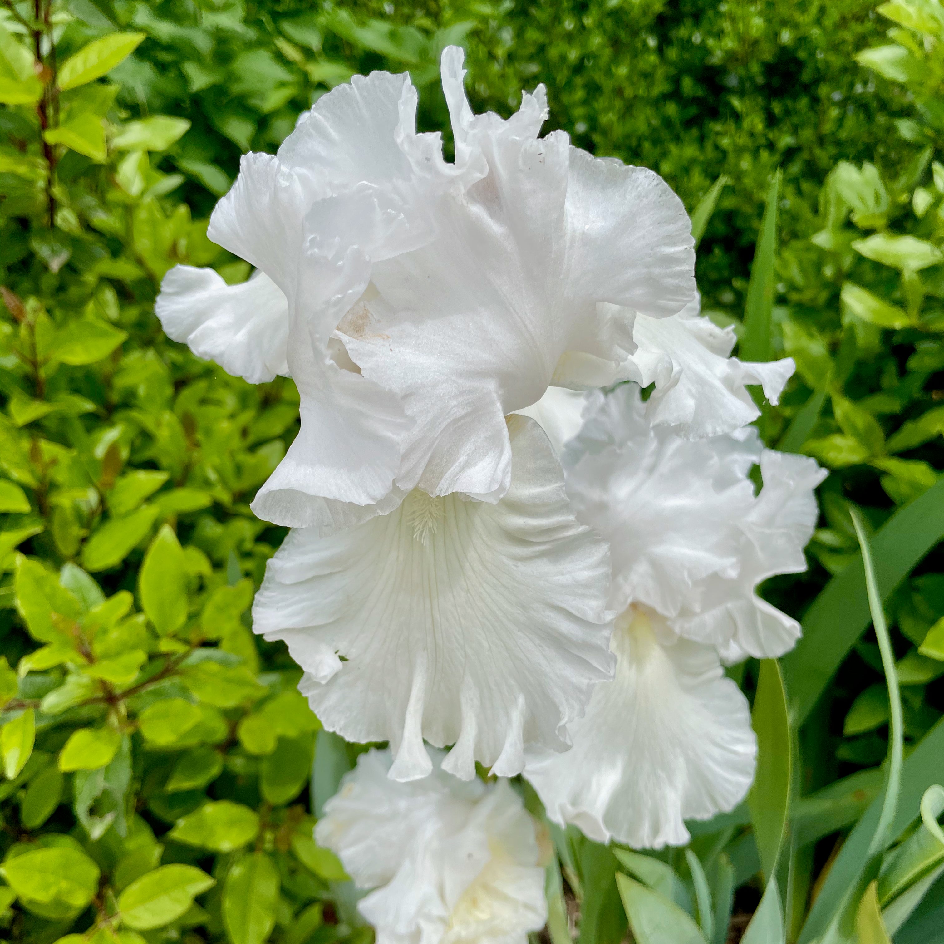 Beautiful Gardens of Provence