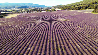 Fly through the Lavender Perfumed Air of Plateau d’Albion